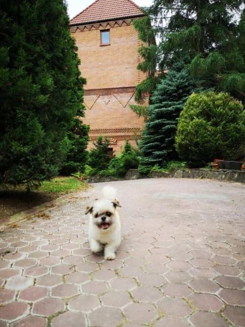Zamek Ostrowski Villa Chojnik Buitenkant foto